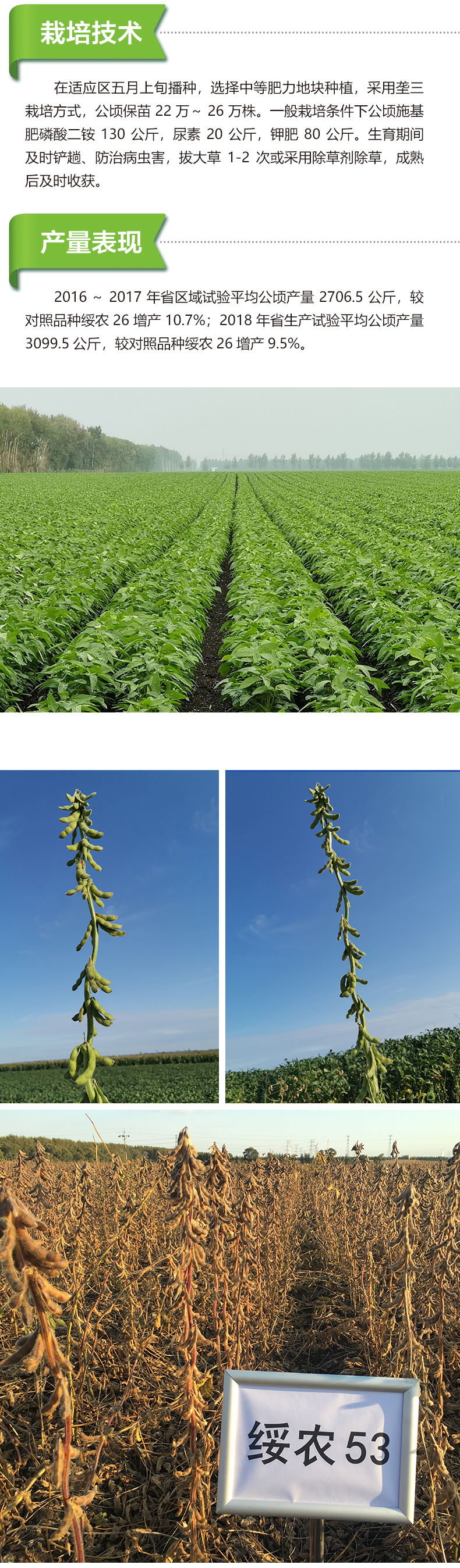 綏農(nóng)53產(chǎn)品詳情_02.jpg